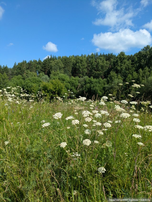 🌞Ещё один Солнечный денёк 🌷🌿🐝