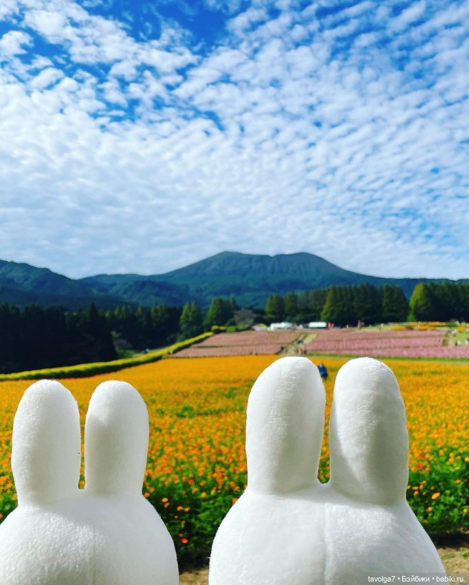 Miffy Зайка - история персонажа с 1955 года до 2020х