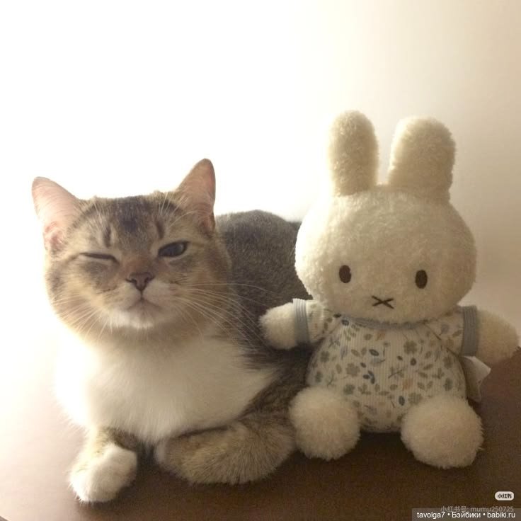 Miffy Зайка - история персонажа с 1955 года до 2020х