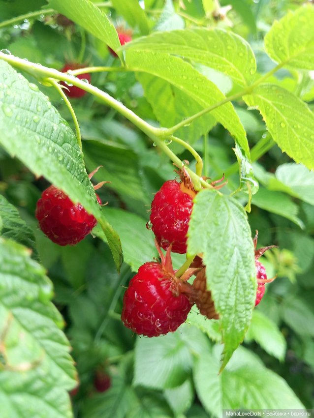 В малиновой заре — Куклы Ruby Red (Руби Ред) Fashion Friends: Siblies