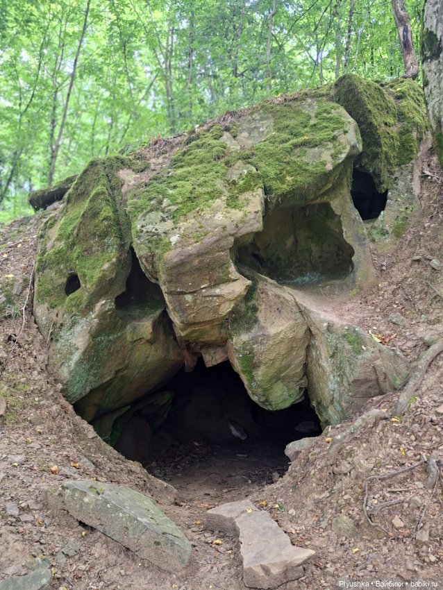 Моррисы в естественной среде