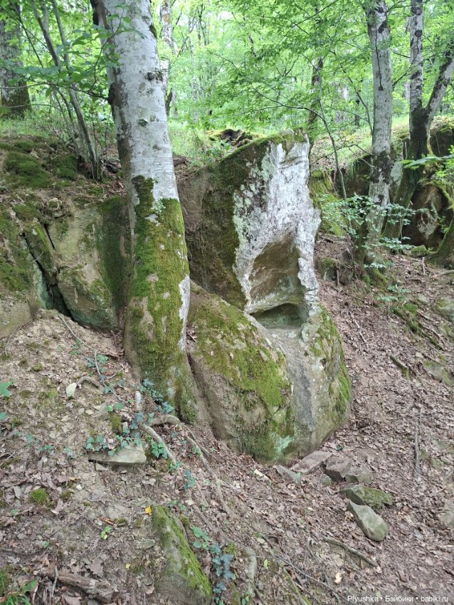 Моррисы в естественной среде
