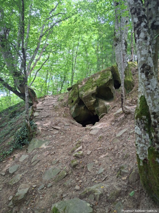 Моррисы в естественной среде