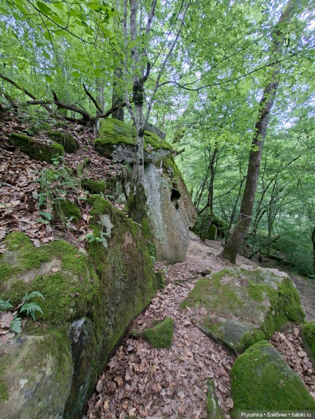 Моррисы в естественной среде