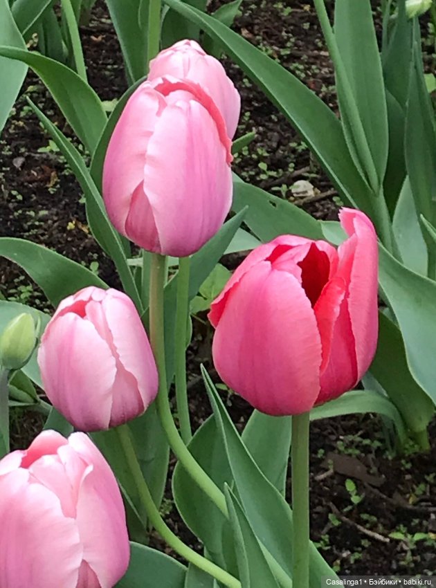 Посвящение Елагину острову🌷 (фото 2)