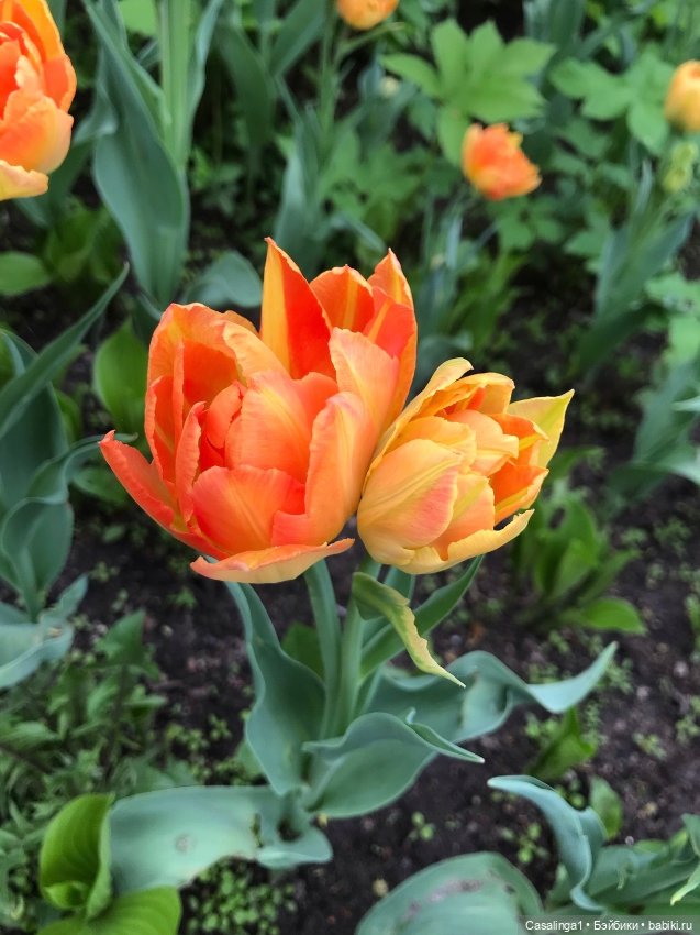 Посвящение Елагину острову🌷