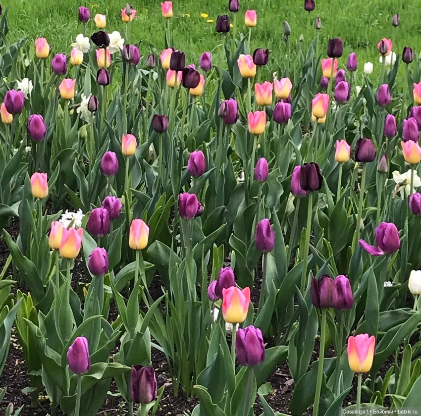 Посвящение Елагину острову🌷 (фото 4)