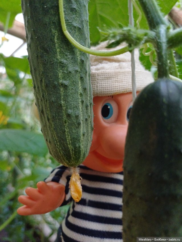 Дядя Увэ - молодец, вырастил он огурец 🥒🥒 🥒 (фото 2)
