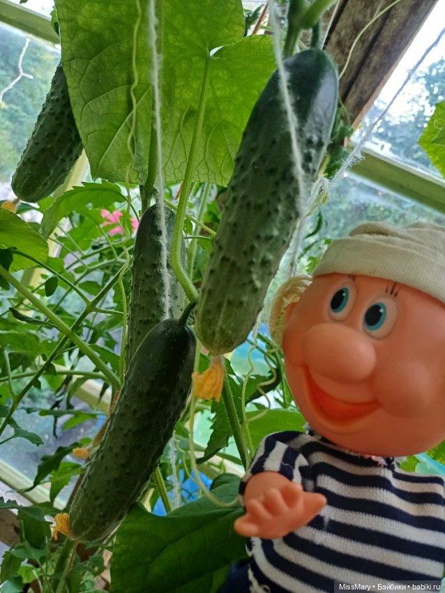 Дядя Увэ - молодец, вырастил он огурец 🥒🥒 🥒 (фото 6)