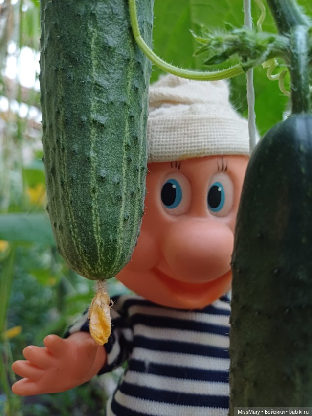 Дядя Увэ - молодец, вырастил он огурец 🥒🥒 🥒 (фото 8)