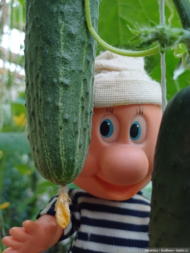 Дядя Увэ - молодец, вырастил он огурец 🥒🥒 🥒 (фото 7)