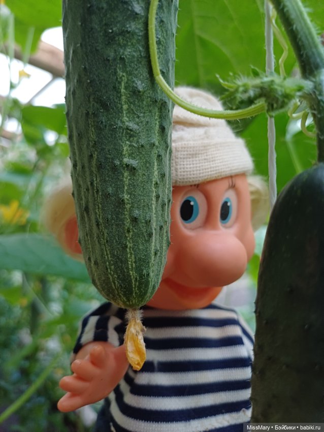 Дядя Увэ - молодец, вырастил он огурец 🥒🥒 🥒 (фото 3)