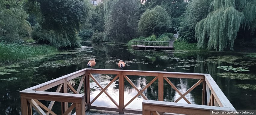 Tootsy Ppyn в Аптекарском огороде