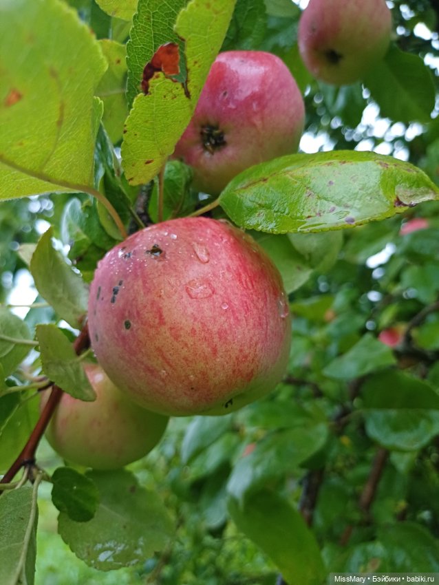 Яблочный спас🍎🍏 — Винтажные куклы ГДР (Немки): Бигги