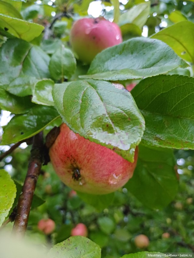 Яблочный спас🍎🍏 — Винтажные куклы ГДР (Немки): Бигги