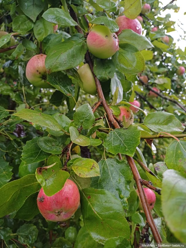Яблочный спас🍎🍏 — Винтажные куклы ГДР (Немки): Бигги