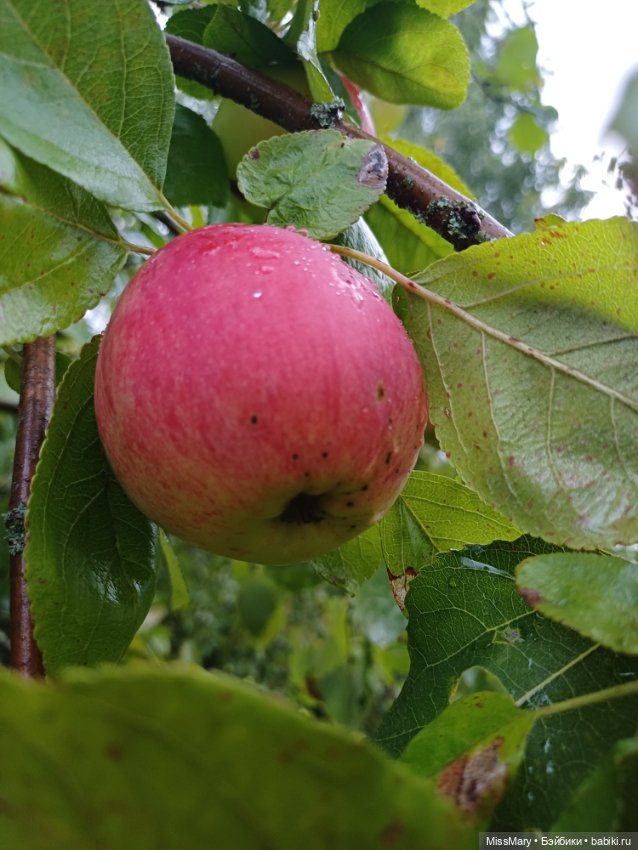 Яблочный спас🍎🍏 — Винтажные куклы ГДР (Немки): Бигги