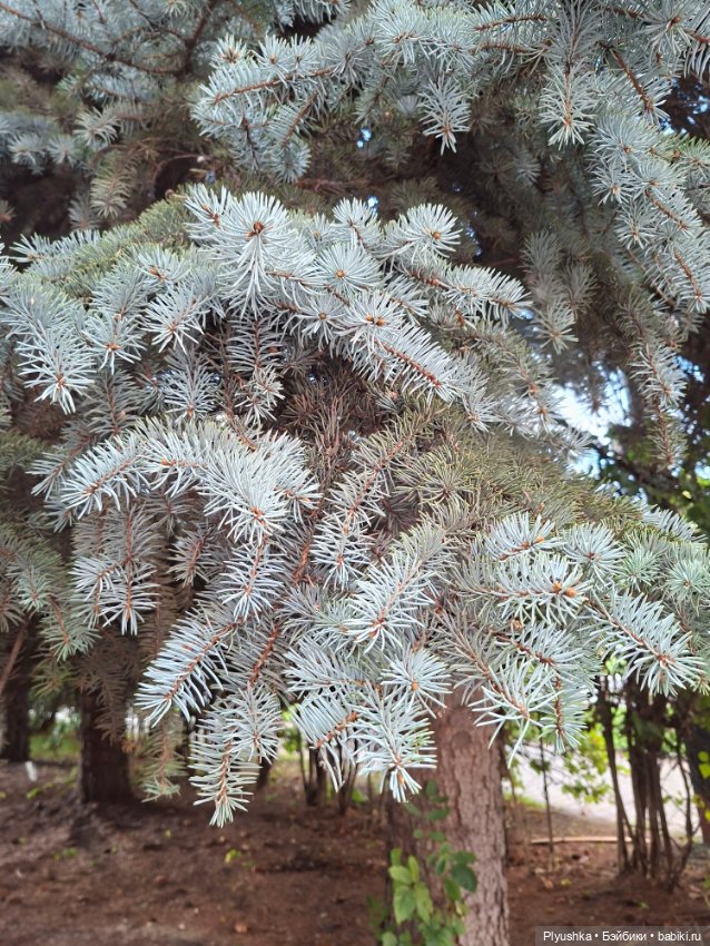 Прогулка — Куклы Барби (фото 9)