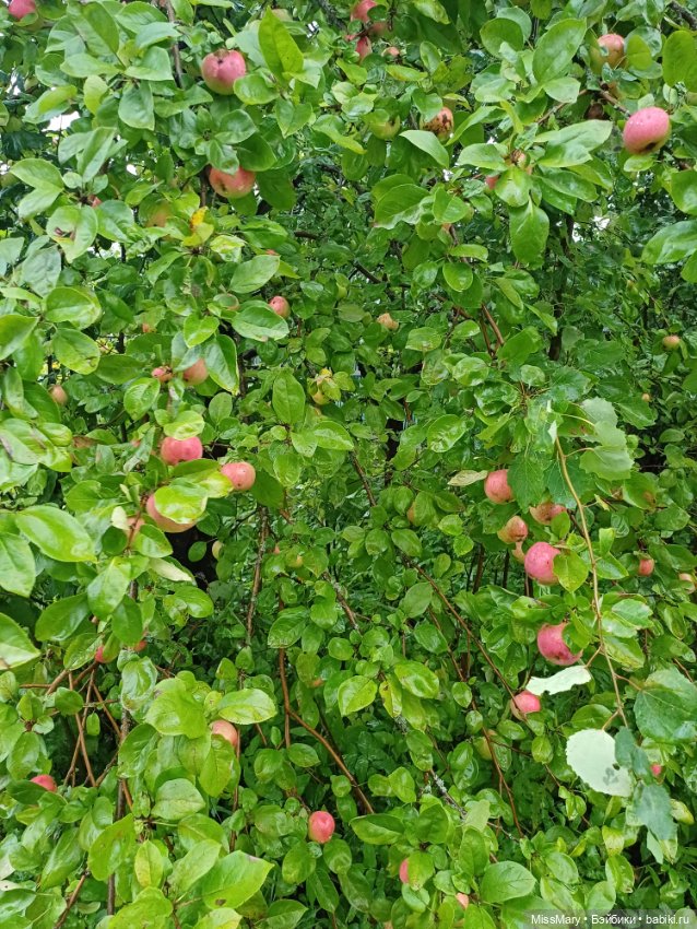 Яблочный спас🍎🍏 — Винтажные куклы ГДР (Немки): Бигги