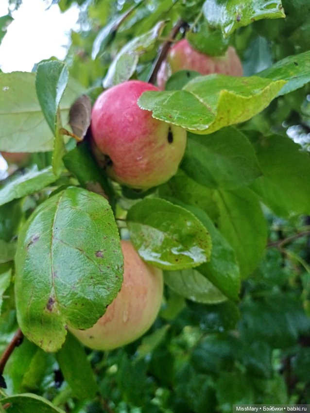 Яблочный спас🍎🍏 — Винтажные куклы ГДР (Немки): Бигги