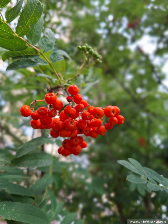Прогулка — Куклы Барби