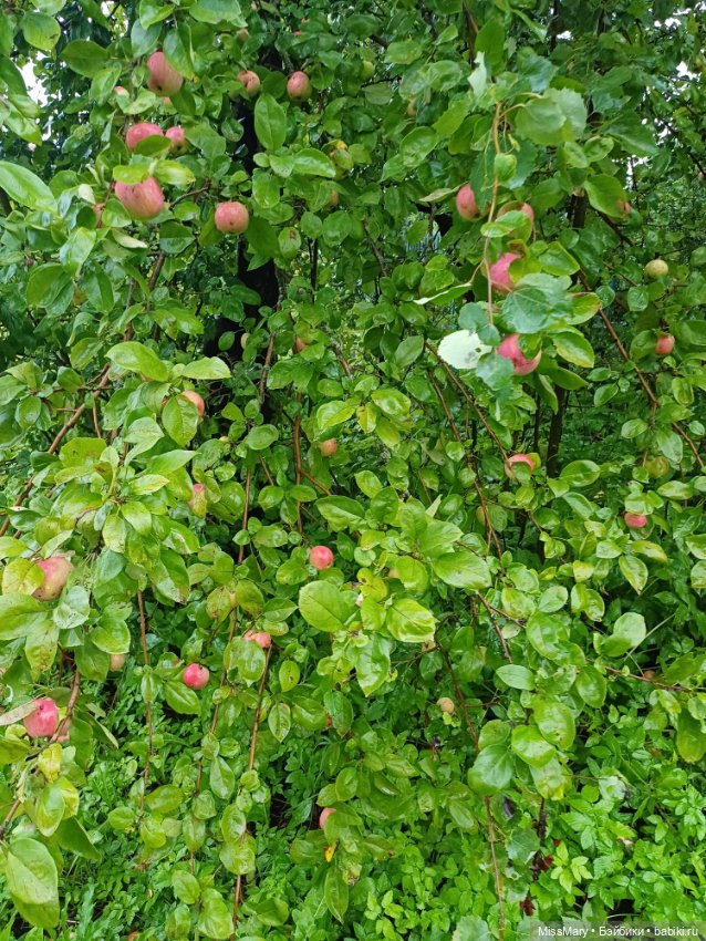Яблочный спас🍎🍏 — Винтажные куклы ГДР (Немки): Бигги