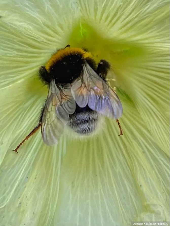 Миша и Рави — Куклы Azone (Азон) и тела Pure Neemo: фото