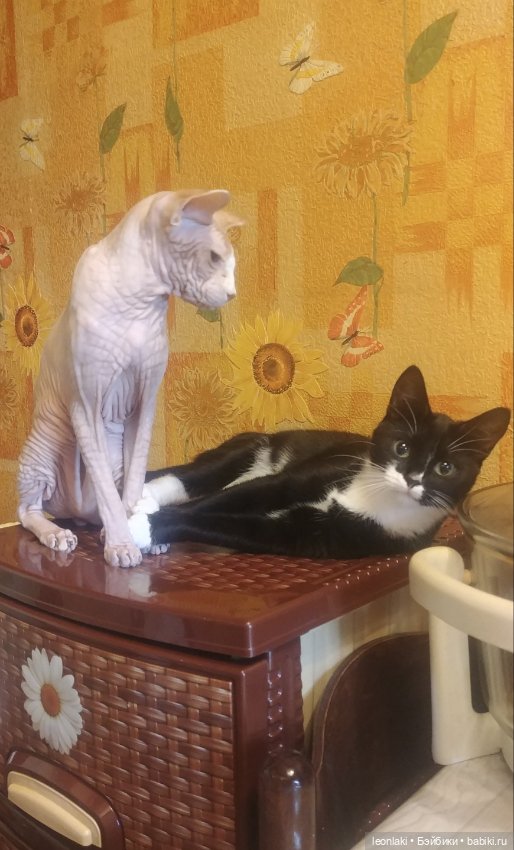 Без кота и жизнь НЕ та (любителям котиков посвящается)