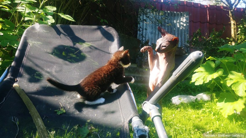Без кота и жизнь НЕ та (любителям котиков посвящается)