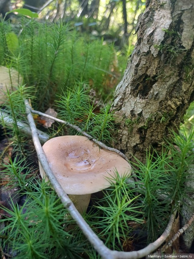 Как Петрович по грибы ходил 🍄 (фото 6)