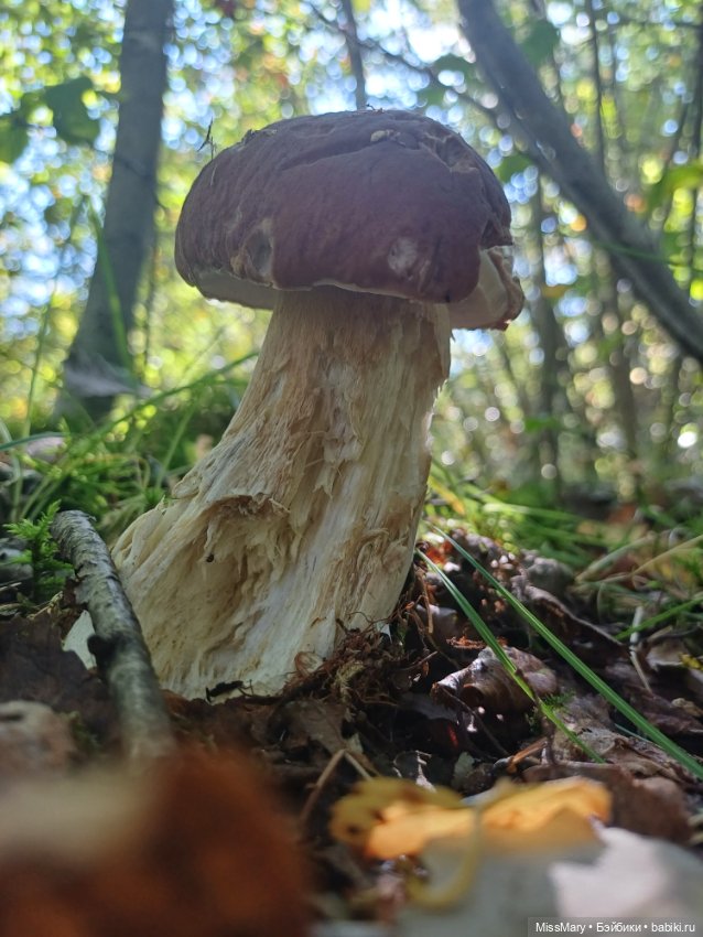 Как Петрович по грибы ходил 🍄