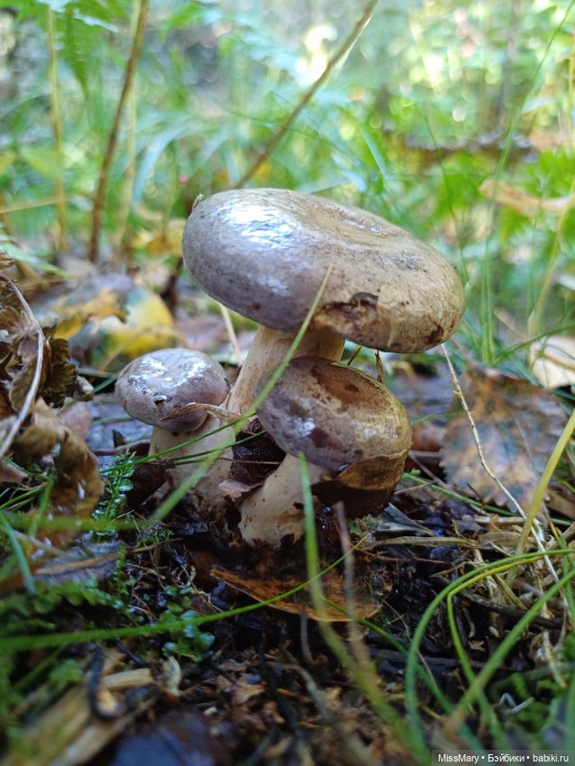 Как Петрович по грибы ходил 🍄