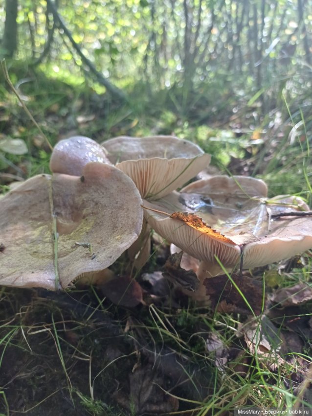 Как Петрович по грибы ходил 🍄 (фото 10)