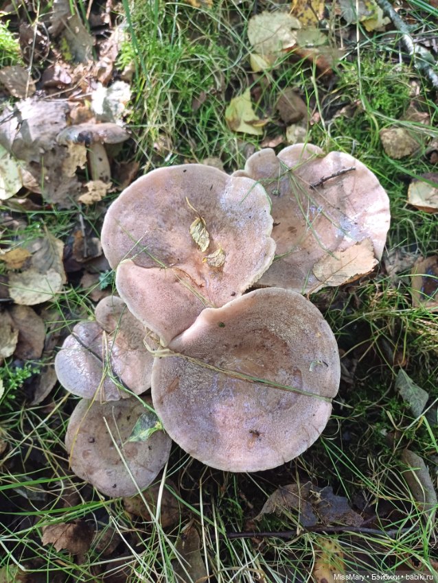 Как Петрович по грибы ходил 🍄 (фото 9)