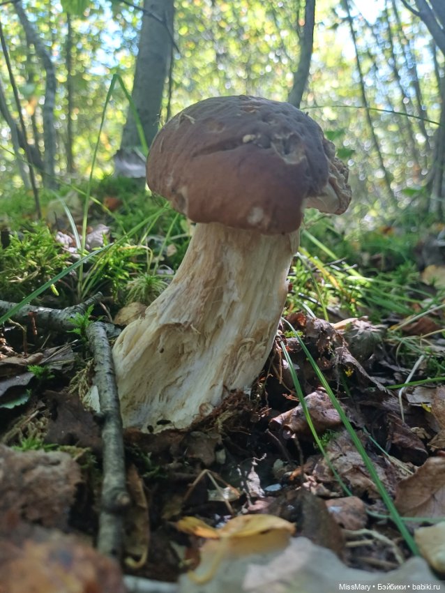 Как Петрович по грибы ходил 🍄