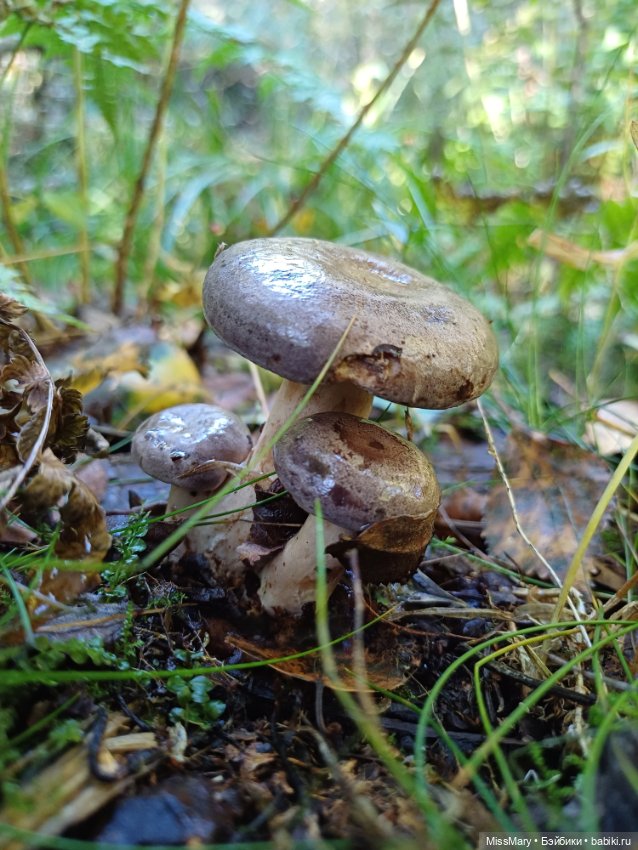 Как Петрович по грибы ходил 🍄