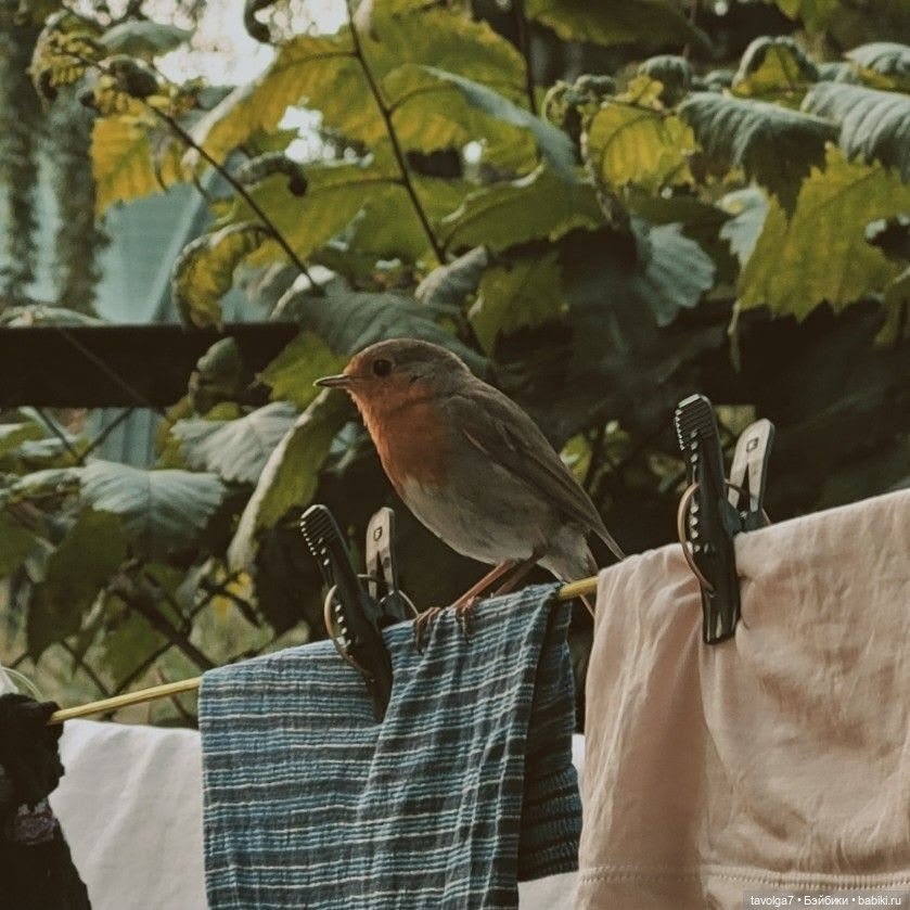 Soft Summer-Autumn - в стиле Cottagecore (фото 7)