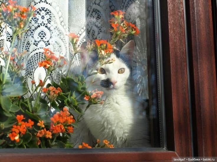 Soft Summer-Autumn - в стиле Cottagecore