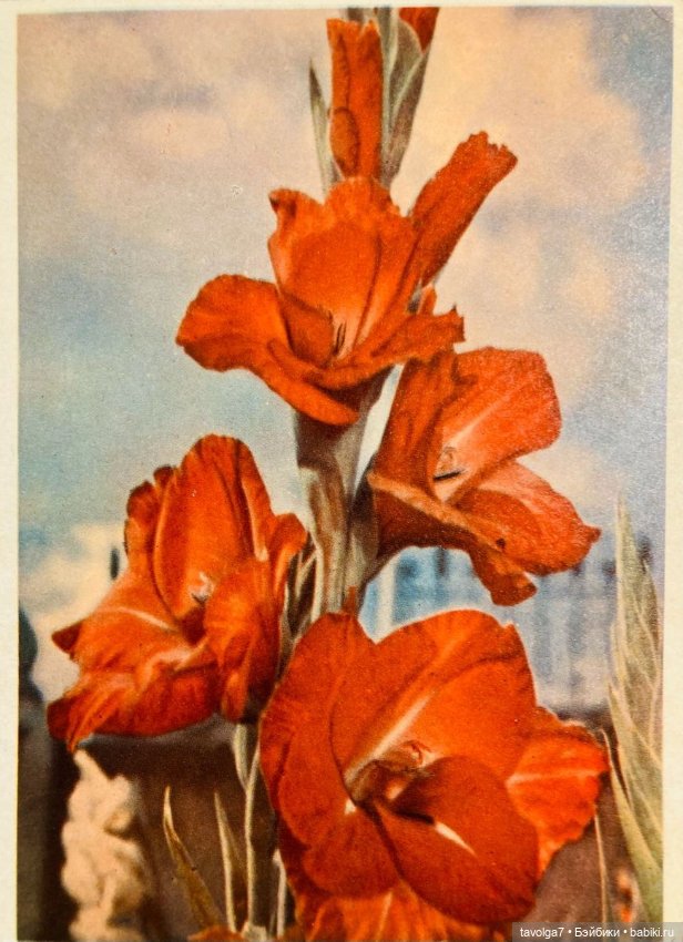 День Знаний 1950е-1980е — Культура (фото 9)