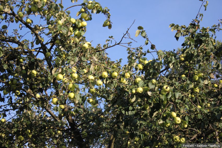 Nadja Rhymes. Sakura Season
