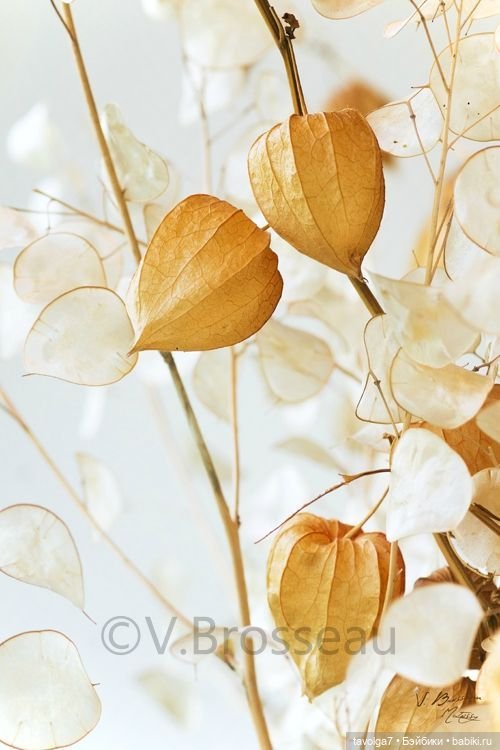 Soft-True Autumn - оттенки в физалисе (фото 6)