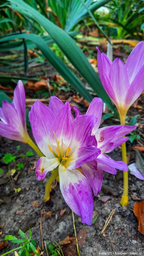 Воскресная прогулка у Минуш 🌺🦋🌺