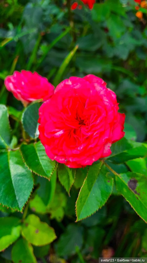 Воскресная прогулка у Минуш 🌺🦋🌺