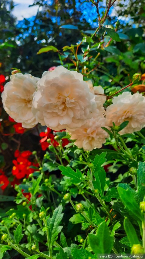 Воскресная прогулка у Минуш 🌺🦋🌺