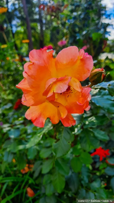 Воскресная прогулка у Минуш 🌺🦋🌺