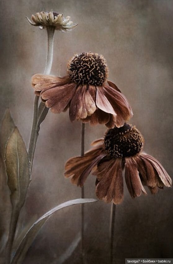 Soft-Tru-Dark Autumn - эхинацея (фото 5)
