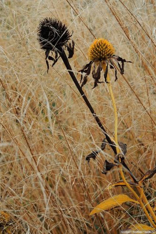 Soft-Tru-Dark Autumn - эхинацея (фото 7)