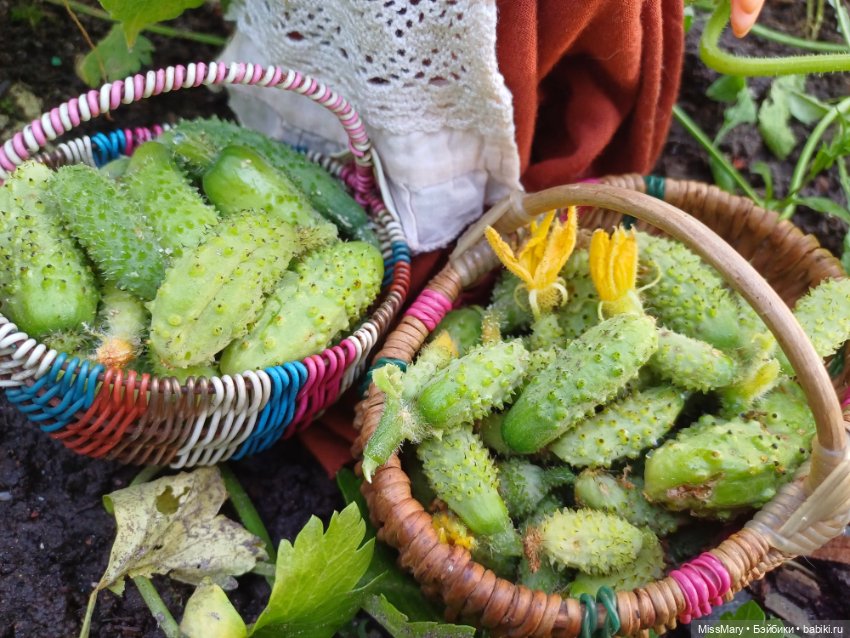 Анькины огурцы 🥒🥒🥒 — Винтажные куклы ГДР (Немки): Бигги