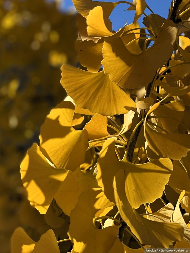 Soft-Tru Autumn - гингко — Сочетание цветов: палитры для одежды и интерьера (фото 8)