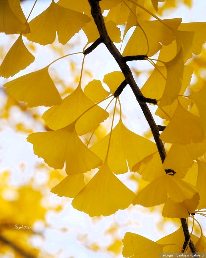 Soft-Tru Autumn - гингко — Сочетание цветов: палитры для одежды и интерьера (фото 7)